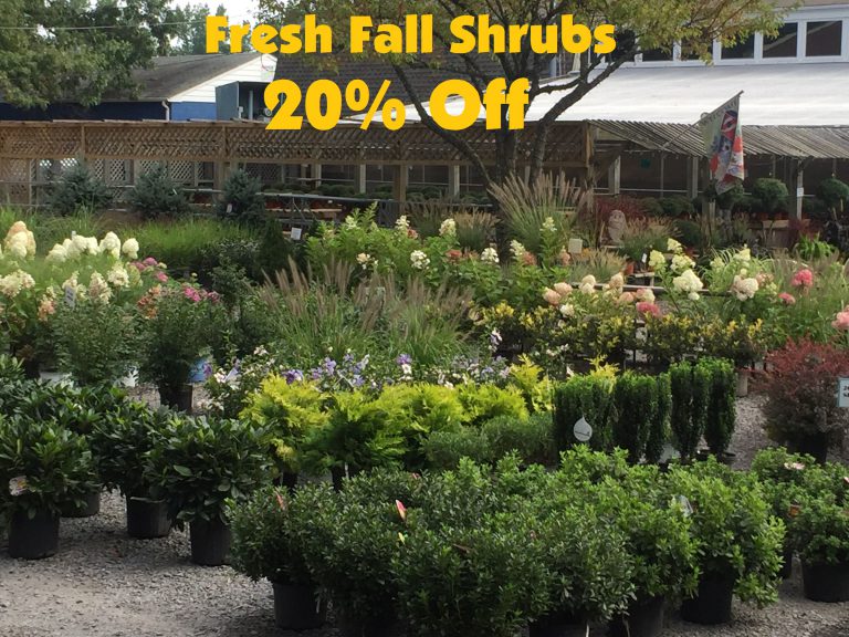 fallshrubsale Spotts Hardware and Garden Center